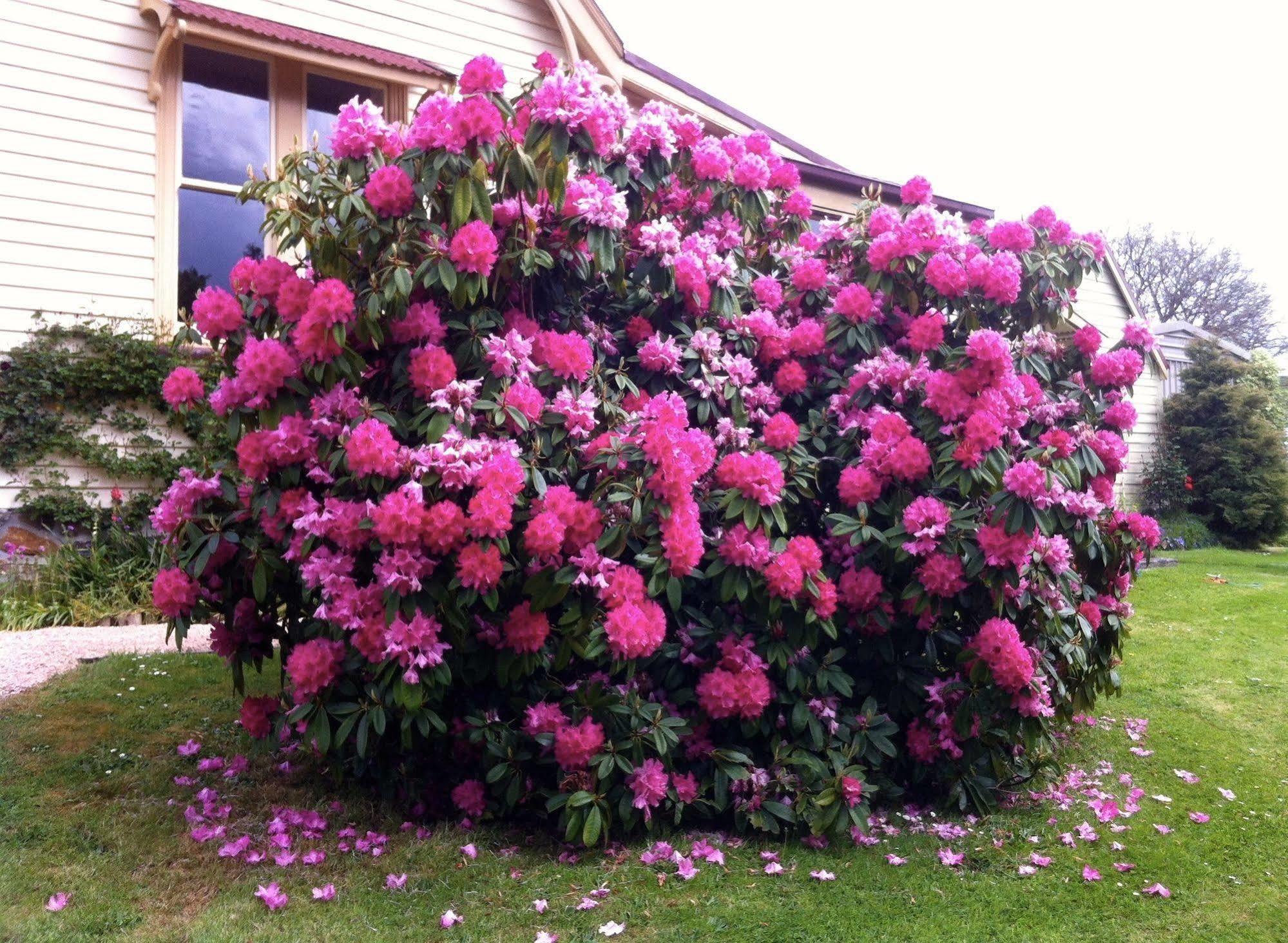 Bed & Breakfast Cambridge House Breakfast & Bed Geeveston